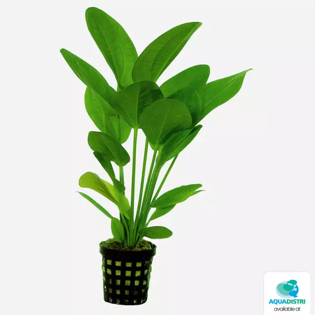 Herttamiekka laji Xl 8Cm Ruukku - Akvaarion keskialan kasvit - 81304 - 1