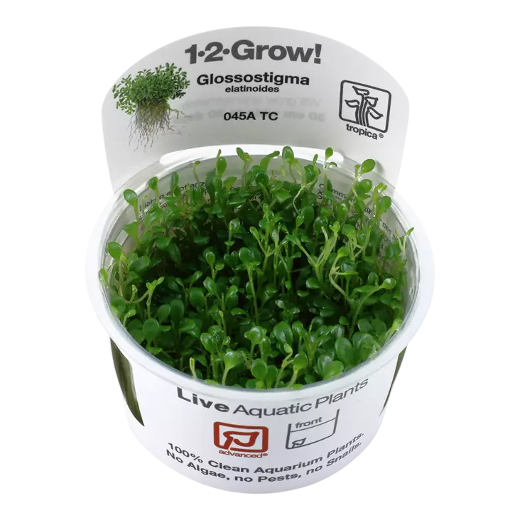 Kääpiökieli Vitrokupissa - Akvaarion etualan kasvit - 87504 - 1