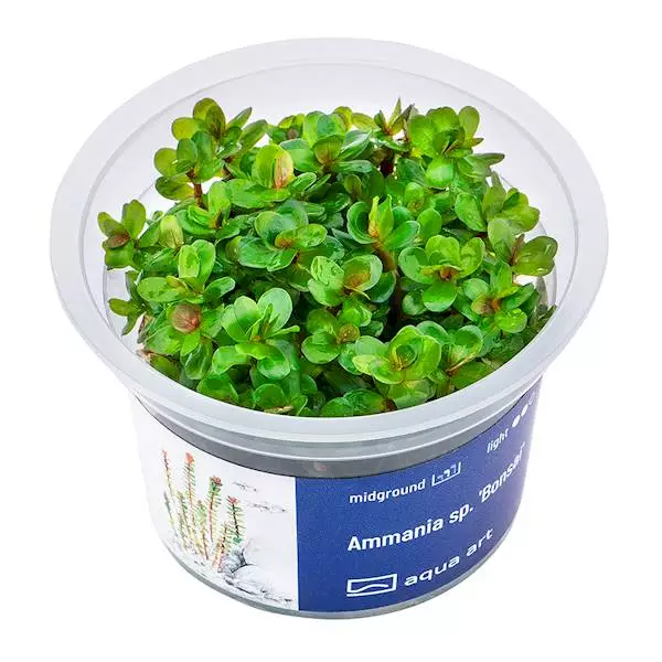 Konjakkikasvi bonsai Vitrokupissa - Akvaarion keskialan kasvit - 88584 - 1