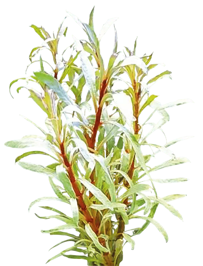 Rusolehti Valkea Vitro Kupissa - Akvaarion keskialan kasvit - 81474 - 1