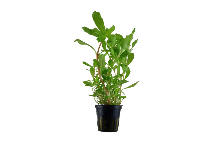 Vankkaneesea Ruukku - Akvaarion keskialan kasvit - 86914 - 1