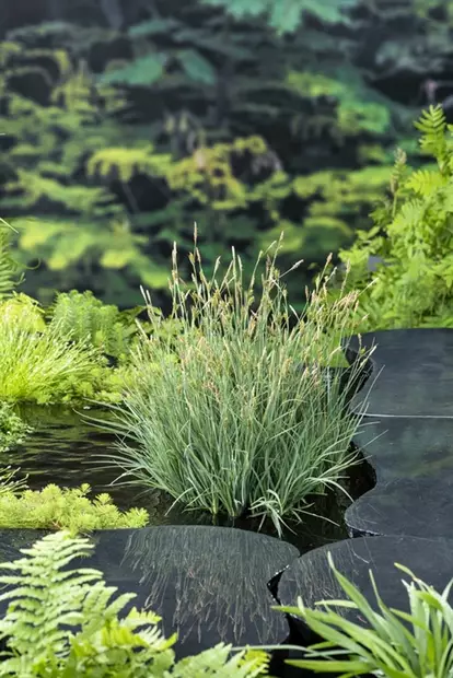 Hirssisara - Lampikasvit ja lumpeet - 091.2605 - 2