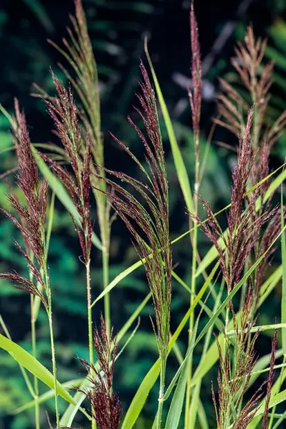 Järviruoko - Lampikasvit ja lumpeet - 091.3015 - 2