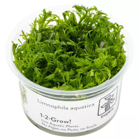Jättivedensuosikki Vitrokupissa - Akvaarion taka-alan kasvit - 81775 - 1