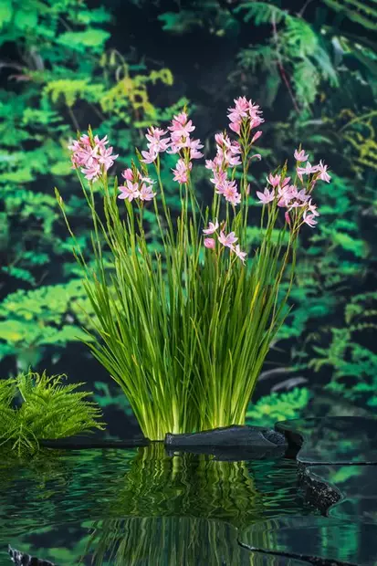 Kafferinmiekka Mrs Hegarty - Lampikasvit ja lumpeet - 091.3125 - 1