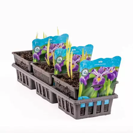 Keltakurjenmiekka (violetti) - Lampikasvit ja lumpeet - 091.3505 - 2