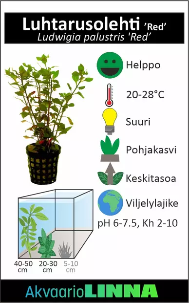 Luhtarusolehti Punainen Ruukku - Akvaarion keskialan kasvit - 86915 - 2