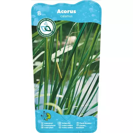 Rohtokalmojuuri - Lampikasvit ja lumpeet - 091.2505 - 3