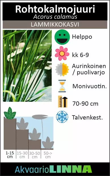 Rohtokalmojuuri - Lampikasvit ja lumpeet - 091.2505 - 4