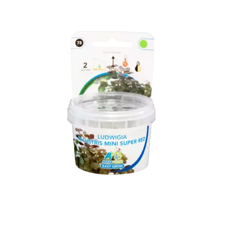 Rusolehti mini super red Vitro Kupissa - Akvaarion etualan kasvit - 81475 - 2