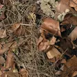 Habistat Leaf Litter Forest Floor 5 L - Lehdet - AR5100815 - 5