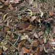 Habistat Leaf Litter Mulch 500g - Lehdet - AR5100805 - 3