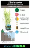 Järviruoko - Lampikasvit ja lumpeet - 091.3015 - 6