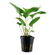 Kolmiokeihäslehti Anubias gracilis - Akvaarion taka-alan kasvit - 80585 - 4