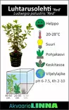 Luhtarusolehti Punainen Ruukku - Akvaarion keskialan kasvit - 86915 - 2