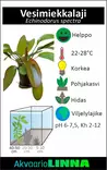 Miekka spectra Ruukku - Akvaarion keskialan kasvit - 81155 - 2