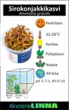Sirikonjakkikasvi Vitrokupissa - Akvaarion keskialan kasvit - 88585 - 4