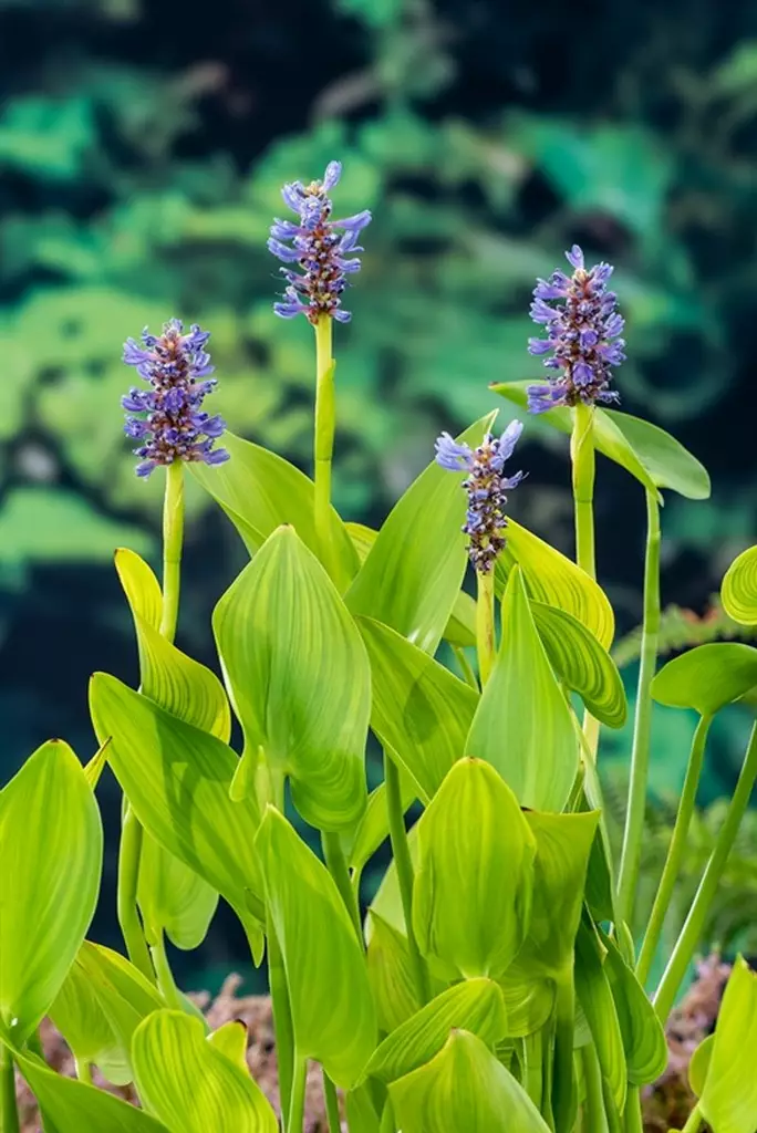 Herttasoikko - Lampikasvit ja lumpeet - 091.3955 - 1