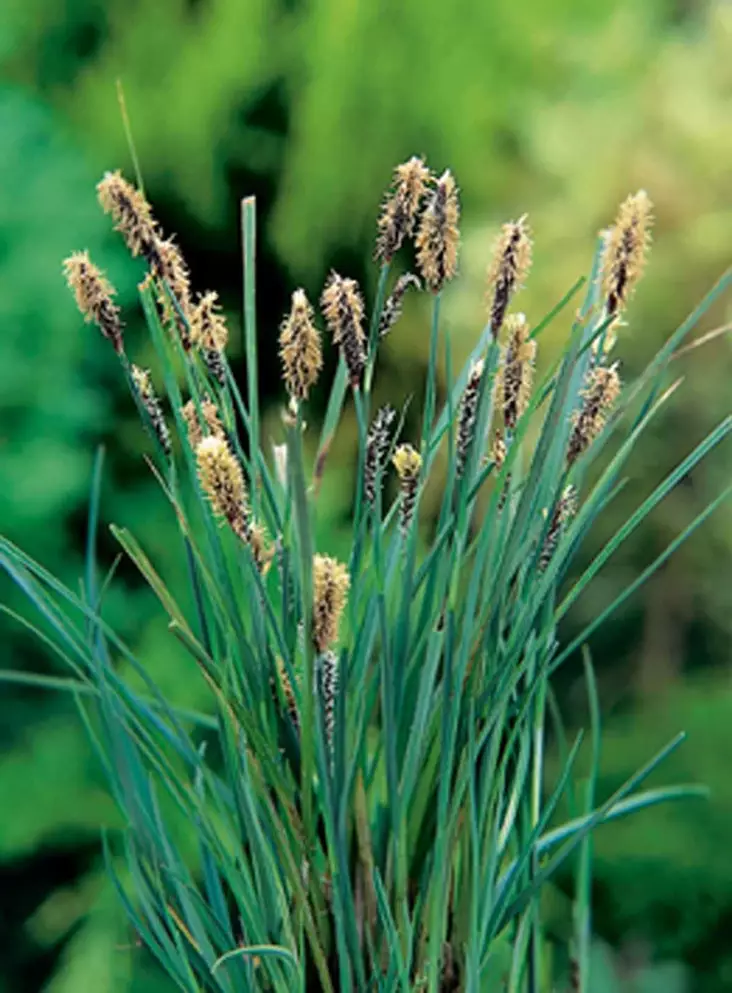 Hirssisara - Lampikasvit ja lumpeet - 091.2605 - 1