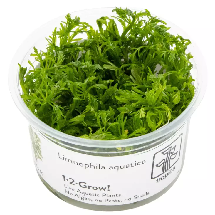 Jättivedensuosikki Vitrokupissa - Akvaarion taka-alan kasvit - 81775 - 1
