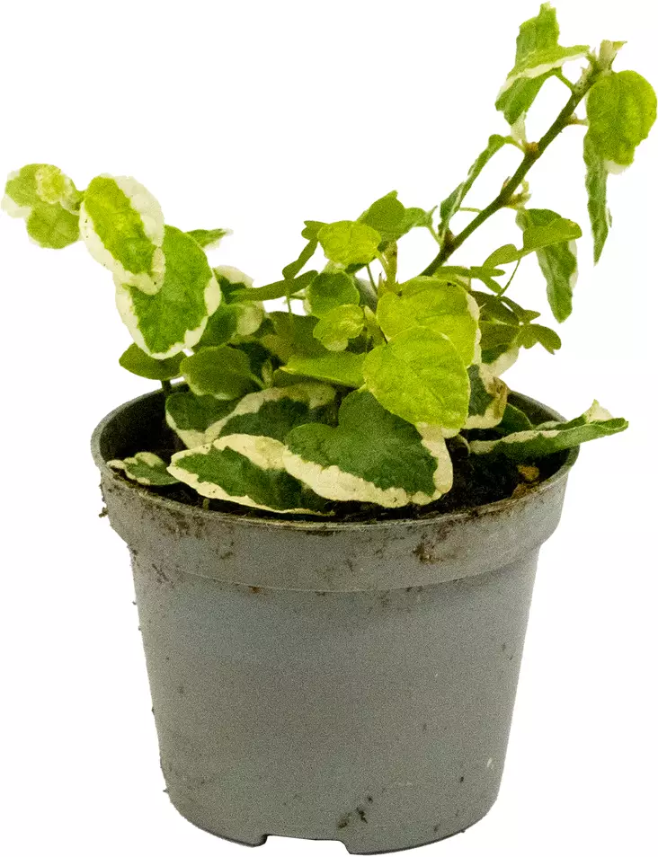 Kääpiököynnösviikuna Variegata - Kostean terraarion kasvit - 097.2545 - 1