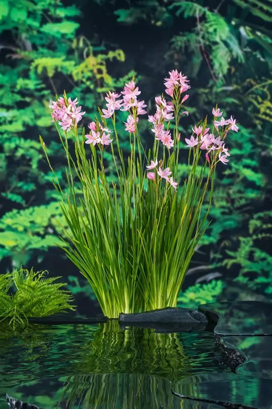 Kafferinmiekka Mrs Hegarty - Lampikasvit ja lumpeet - 091.3125 - 1