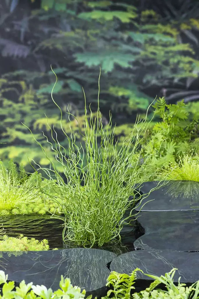 Kierreröyhyvihvilä - Lampikasvit ja lumpeet - 091.2865 - 1