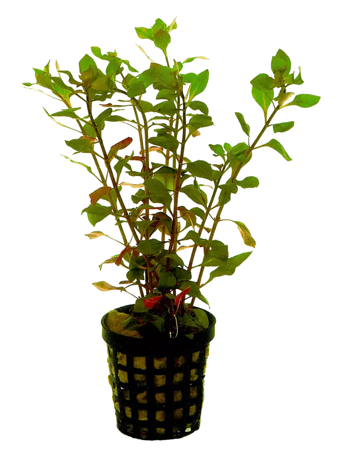 LUHTARUSOLEHTI PUNAINEN RUUKKU - Akvaarion keskialan kasvit - 86915 - 1