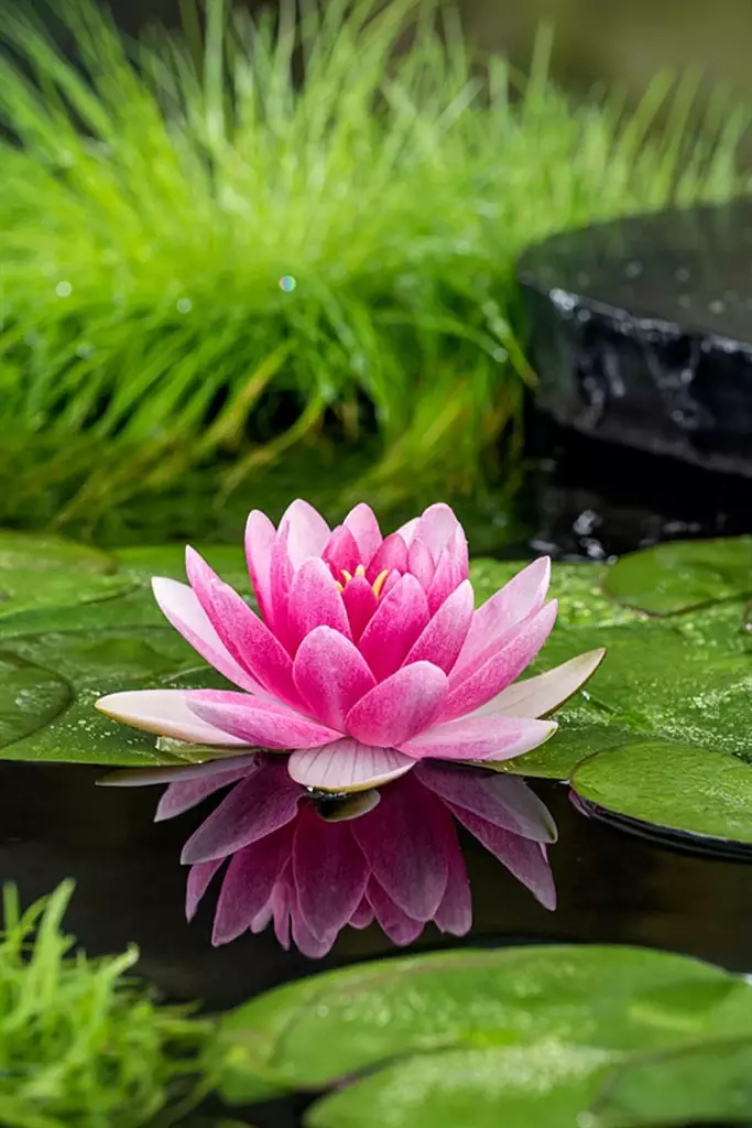 Lumme viininpunainen "de meurville" - Lampikasvit ja lumpeet - 091.3945 - 1