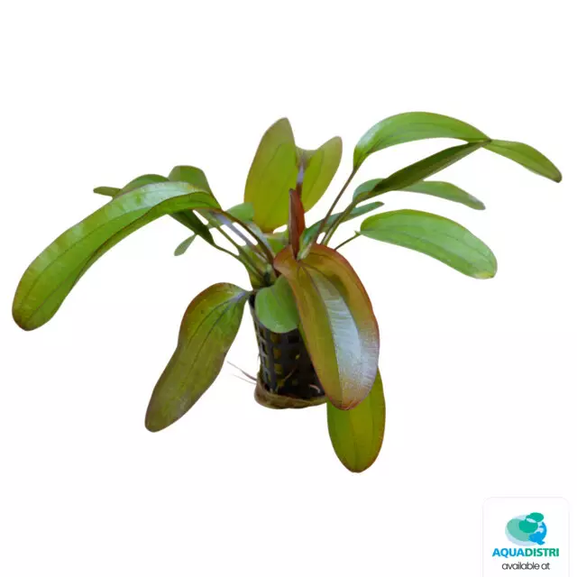 Miekka spectra Ruukku - Akvaarion keskialan kasvit - 81155 - 1