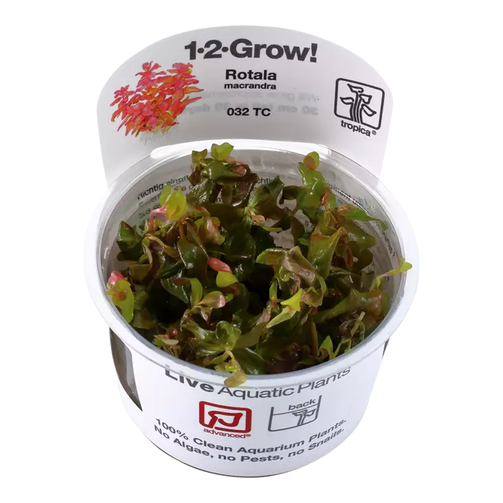 Punarotala Vitrokupissa - Akvaarion keskialan kasvit - 88335 - 1