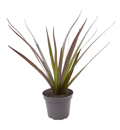 Reunustraakkipuu magenta - Kostean terraarion kasvit - 097.2615 - 1