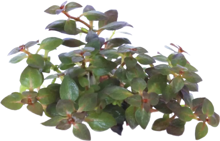 Rusolehti mini super red Vitro Kupissa - Akvaarion etualan kasvit - 81475 - 1