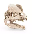 Dinosauruksen kallo 19 cm - Muut koristeet - HAPR176 - 1