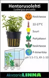 Hapsurusolehti Vitro Kupissa - Akvaarion keskialan kasvit - 81476 - 3