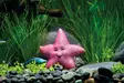 Starfish Hymyilevä Meritähti - Kyltit ja muut koristeet akvaarioon - O95236 - 2