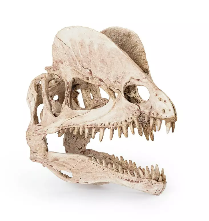 Dinosauruksen kallo 19 cm - Muut koristeet - HAPR176 - 1