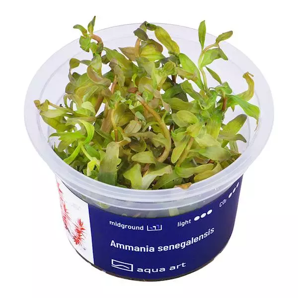 Konjakkikasvi ’Kupari’ - Akvaarion keskialan kasvit - 88586 - 1