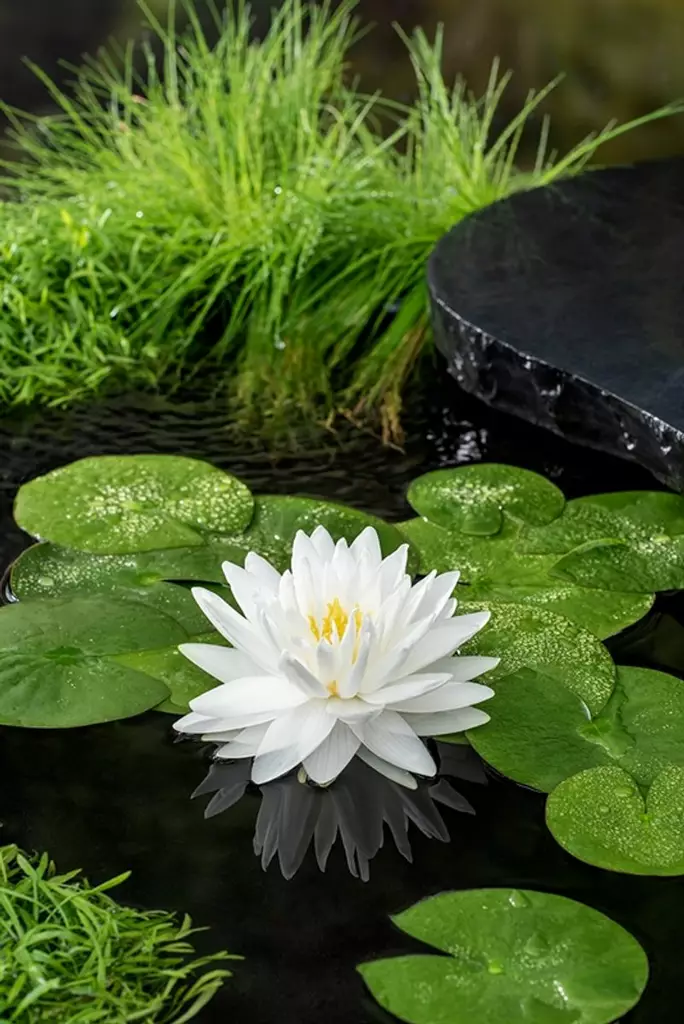 Lumme valkoinen gonnére - Lampikasvit ja lumpeet - 091.3946 - 1