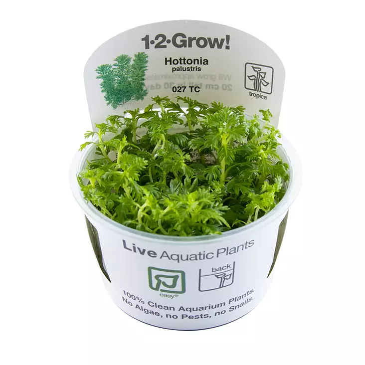 Vesisulka Vitrokupissa - Akvaarion taka-alan kasvit - 87506 - 1