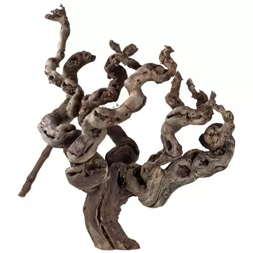 Viiniköynnös N.30Cm - Aidot puut - D34126 - 1