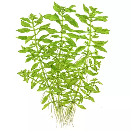 Luhtarusolehti Vihreä Ruukku - Akvaarion keskialan kasvit - 86917 - 1