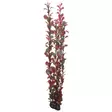 Muovikasvi Ludwigia 60Cm - Muovikasvit akvaarioon - D41517 - 1