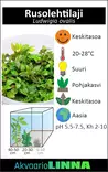 Rusolehti laji ovalis Vitro Kupissa - Akvaarion keskialan kasvit - 81477 - 4