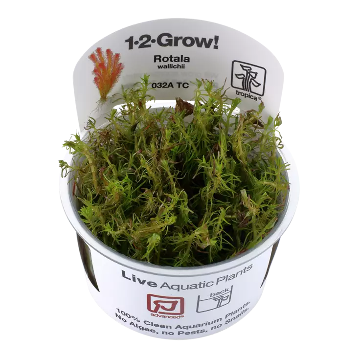 Hapsurotala Vitrokupissa - Akvaarion keskialan kasvit - 88337 - 1