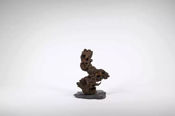 Kongo Puu S - Juurakot ja puut akvaarioon - H077 - 1