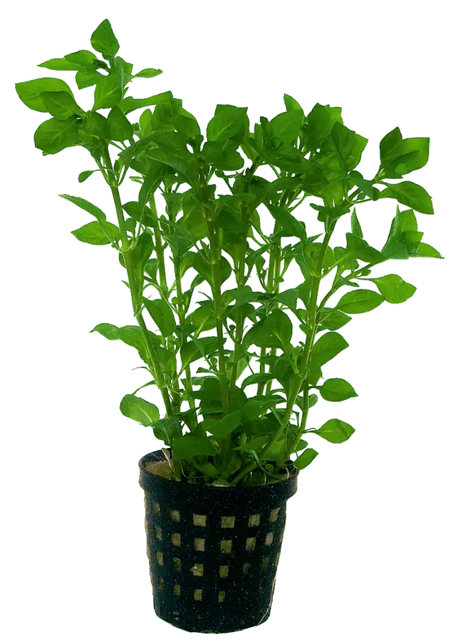 LUHTARUSOLEHTI VIHREÄ RUUKKU - Akvaarion keskialan kasvit - 86917 - 1