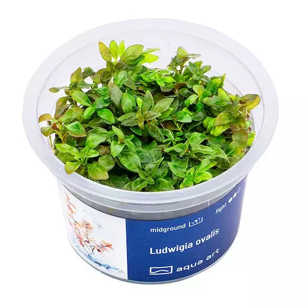 Rusolehti laji ovalis Vitro Kupissa - Akvaarion keskialan kasvit - 81477 - 1