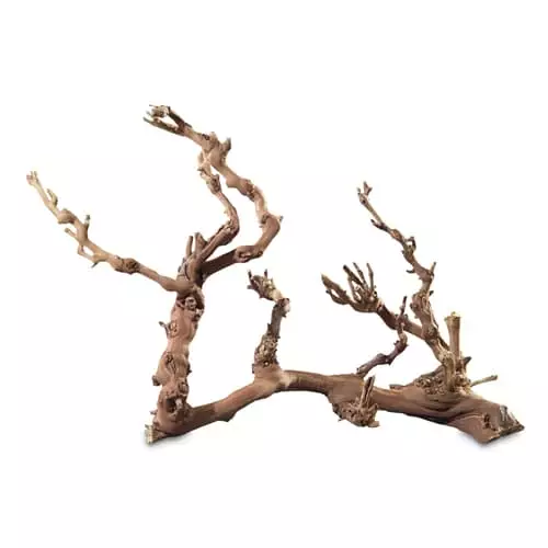 Viiniköynnös 50-70Cm - Aidot puut - D34127 - 1