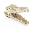 Krokotiiilin kallo 25 cm - Kyltit ja muut koristeet akvaarioon - HAPR178 - 2